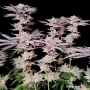 Cannabis seeds Orange Bud 2.0® NEW! from Dutch Passion